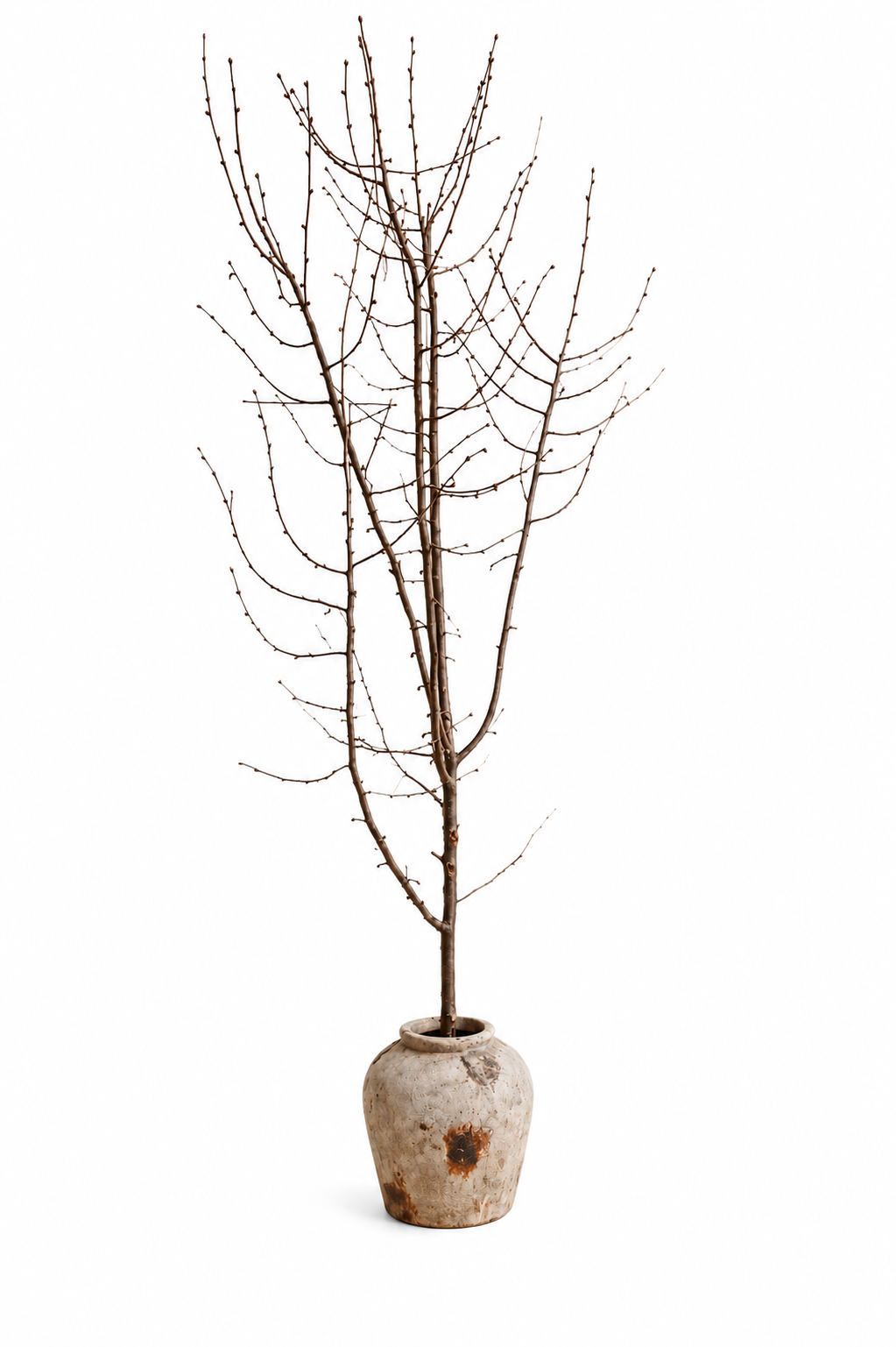 Natural Decorative Tree