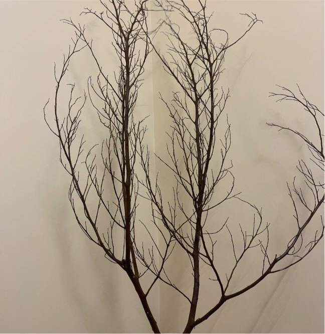 Dried natural branches