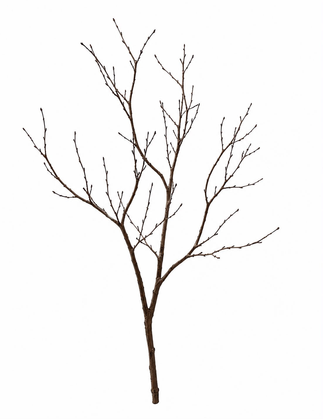 Tree branches