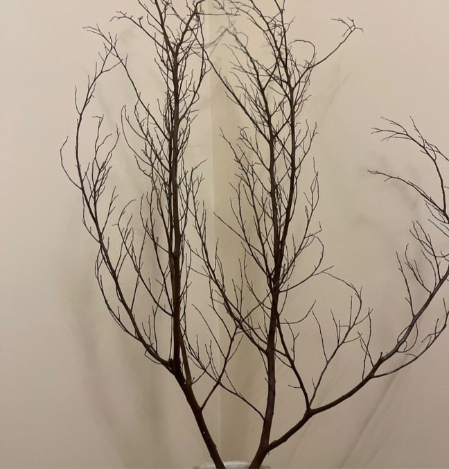 Dried natural branches