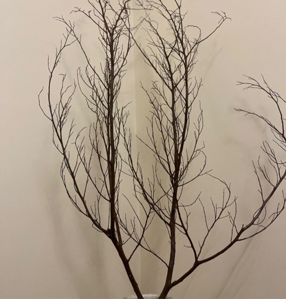 Dried natural branches