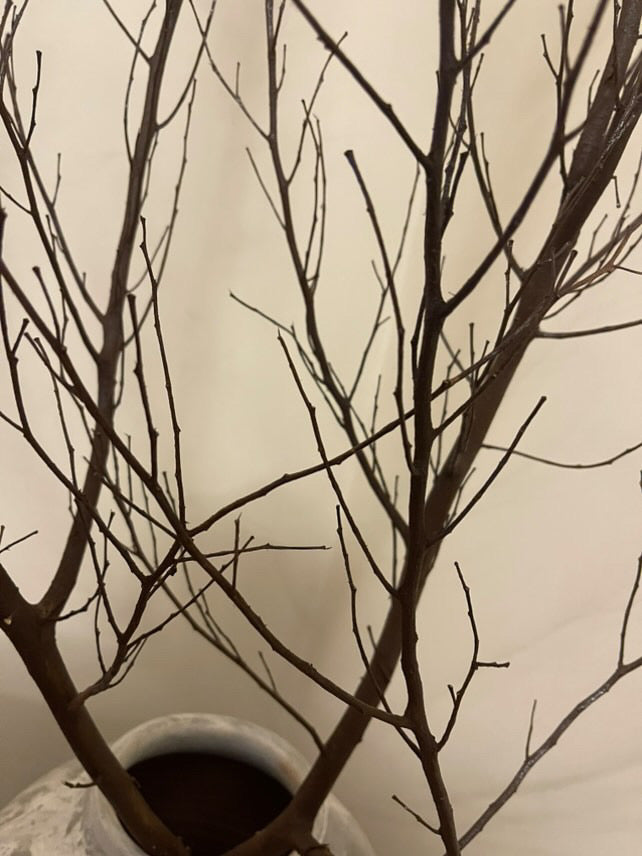 Dried natural branches