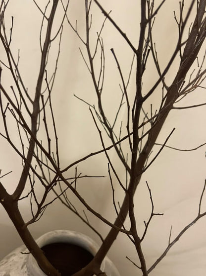 Dried natural branches