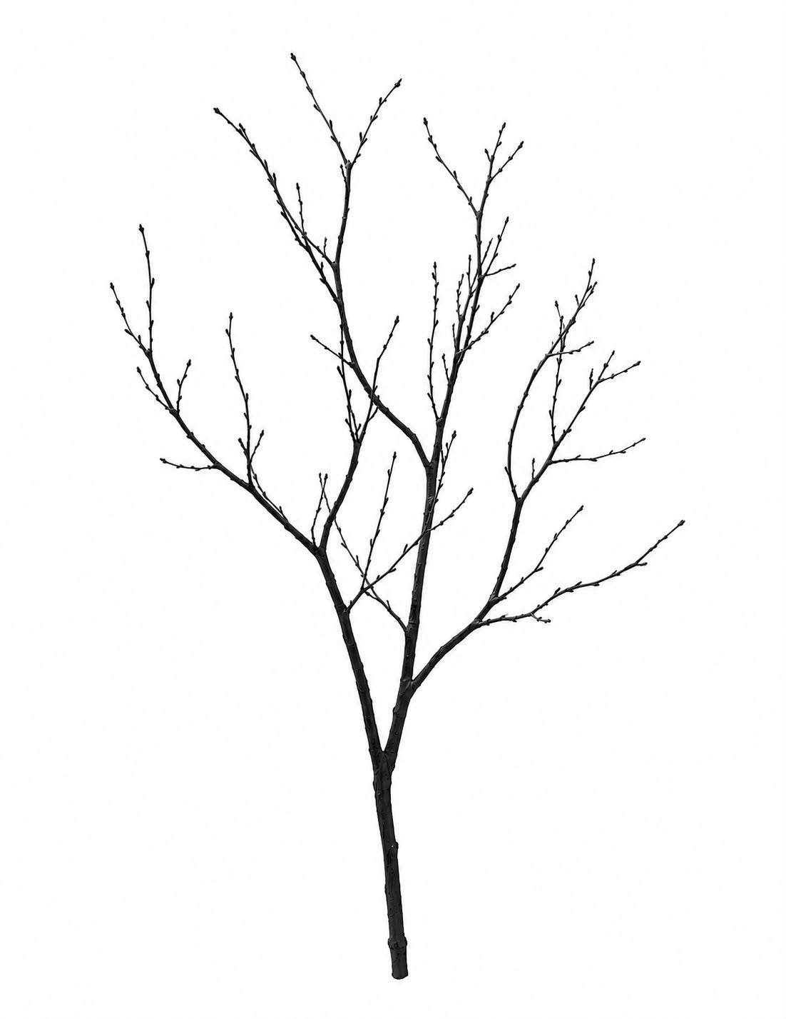 Tree branches
