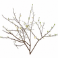 Dried natural branches with flowers