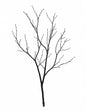 Tree branches