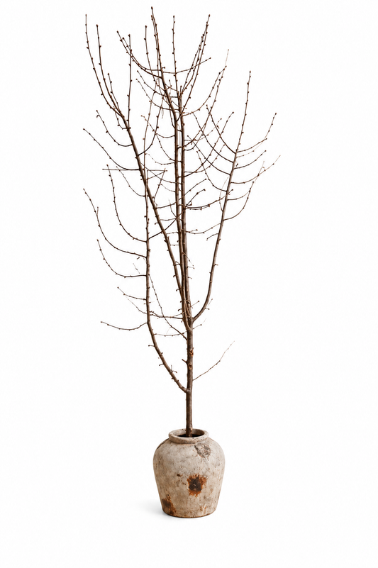 Natural Decorative Tree